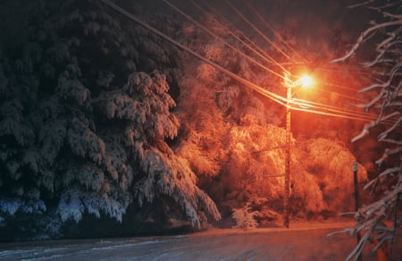 Evening View - street, trees, pine, street light, winter, night, fir, evening, snow, snowing