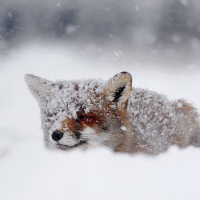 Snow-fox