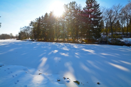 Sunny Snow Day - trees, winter, snow, winter day, Sunny Snow Day