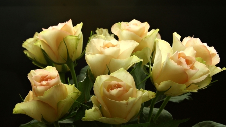 Roses - great, flowers, roses, beautiful