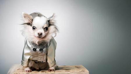 Silver Coat - silver, adorable, winter, coat, sweet, chihuahua