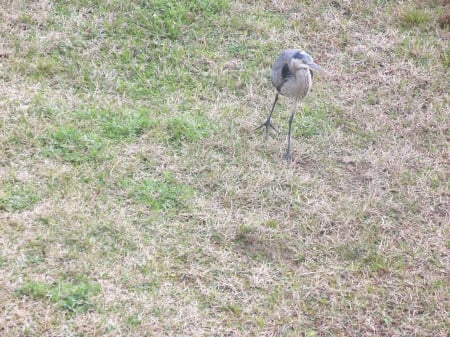 heron - beach, heron, sea, birds