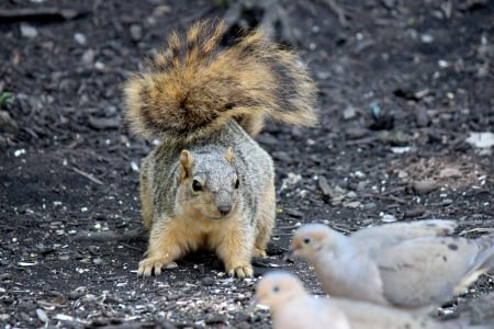 Squirrel Watching Pigeons - squirrels, animals, pigeons, birds