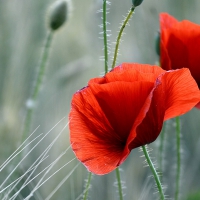 Poppies