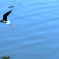 bird over ocean