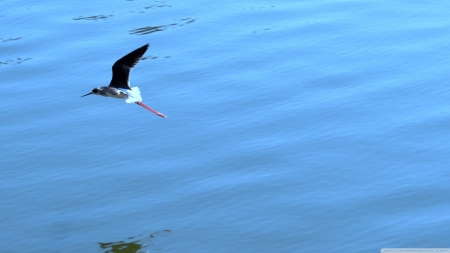 bird over ocean - ocean, bird, reflection, blue