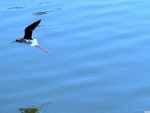 bird over ocean