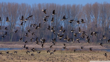 flock of wild ducks - flock, wild, bird, duck