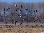 flock of wild ducks