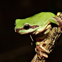 frog on branch