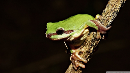 frog on branch - branch, animal, green, frog