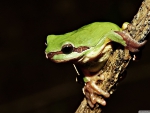 frog on branch