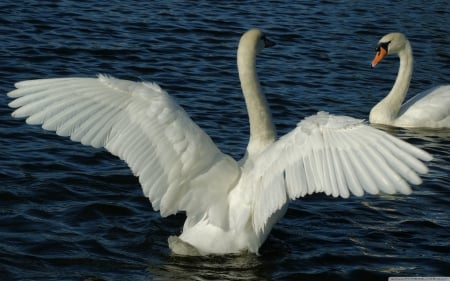 white swans - white, swans, ocean, bird