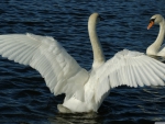 white swans