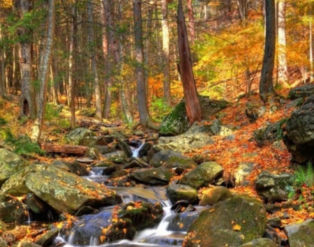 Forest Falls - nature, autumn, trees, falls, forest, leaves