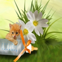 Cute Kitty  