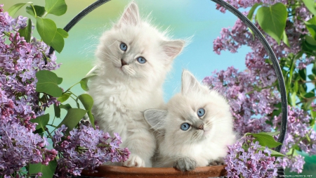 kitties sitting in purple flowers