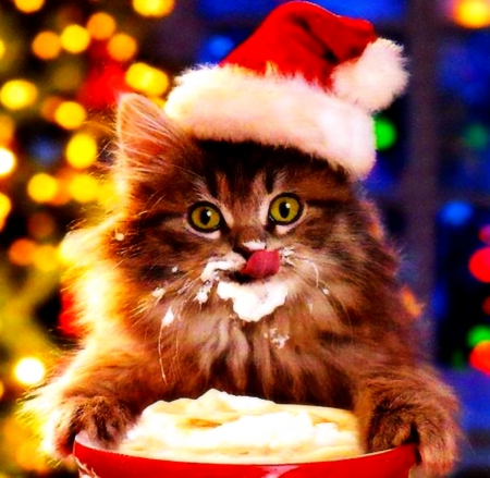 Cappuccino Christmas - christmas, kitten, santa hat, lights, cappuccino, cat