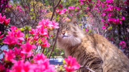 Sweetest Spring - flowers, feline, maine coon, cute, sweet, cat