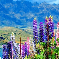 LUPIN FIELDS