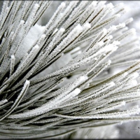 Frosty needles