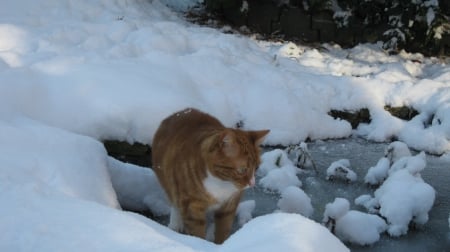 snowcat - winter, frozen, cat, snow