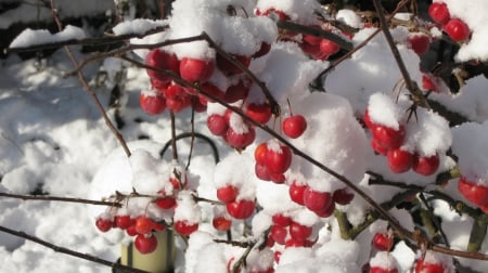 wintertime - tree, apples, snow, red