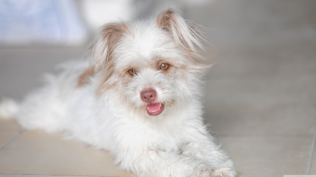 cute white dog - white, canine, cute, dog