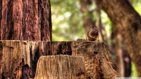 squirrel - tree, forest, stump, squirrel