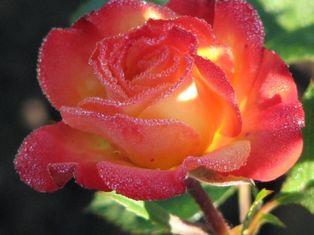 Beautiful - red, pink, plant, beautiful, flowers, yellow, blue, nature, green