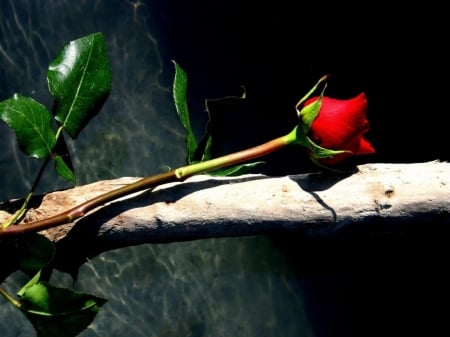 Roses - nature, Flowers, Beautiful, red, Green, Pink, plant, Blue