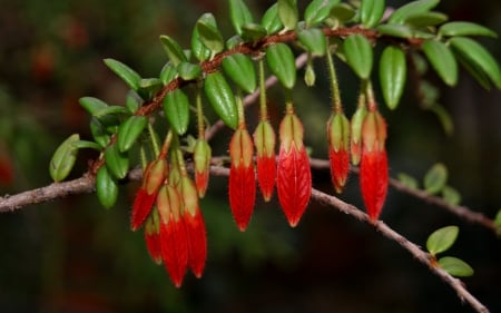 Flowers or leaves ?? - flowers, red, tree, leave