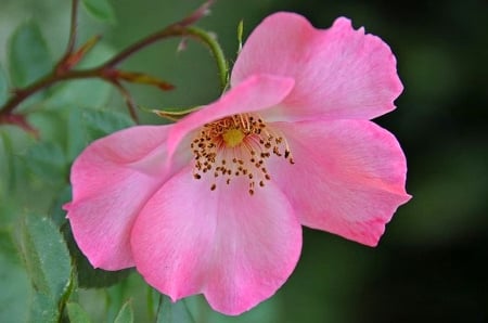 Pink - flowers, pink, beaautiful, garden