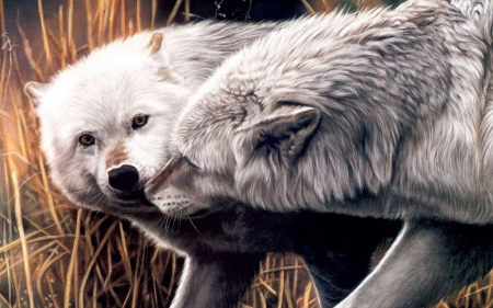 white wolves - white, canine, wolf, dog