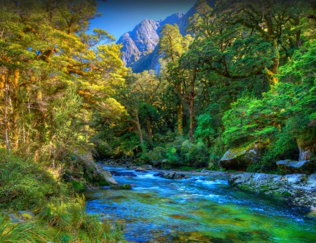 Running Thru Forest - trees, water, summer, blue, beautiful, sunrise, forest, river, green, New Zealand, mountains, foliage