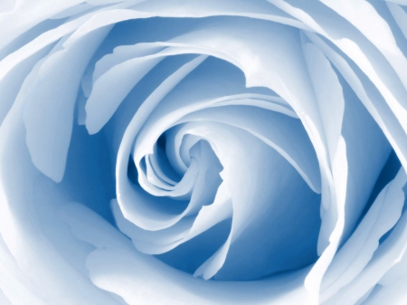 blue rose for my friends - elegant, rose, blue, flower