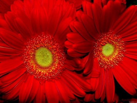 red sunflower - red, flower, sunflower, plant