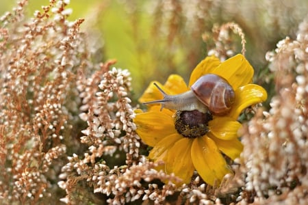 Flower - flowers, snail, yellow, flower