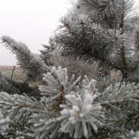 spruce frost