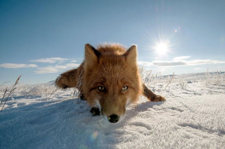 Foxy nose - abstract, winter, fox, photography, wilderness, snow, wild animals, sweet, nature, cute, animals, wildlife, red fox, wild, wallpaper