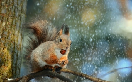 Squirrel - animal, squirrel, winter, nut, tree, branch, fluffy