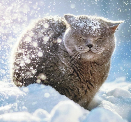 Happy cat - falling, cute, snow, cat, happy