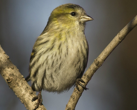 Bird - animal, cute, bird, branch