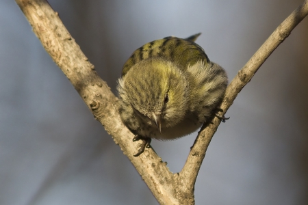 Bird - bird, cute, branch, animal