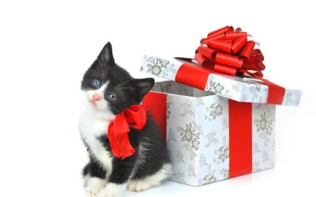 Cute Cat - pet, animal, cute, box, cat