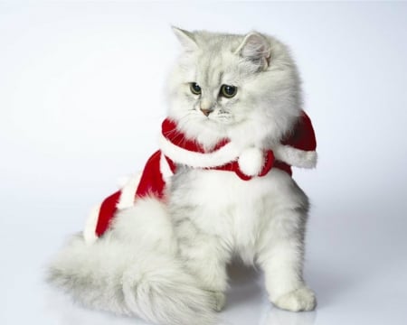 Merry Christmas - animal, cute, cape, Christmas, cat