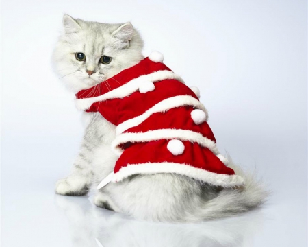 Merry Christmas - animal, cute, pet, cat, christmas