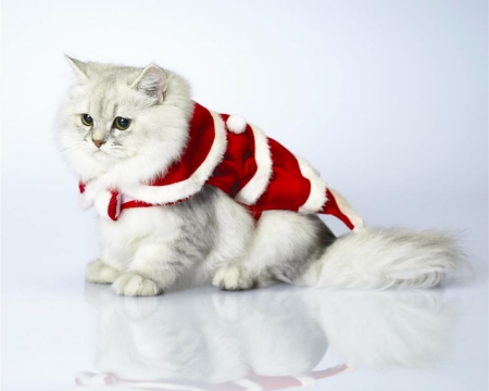 Merry Christmas - animal, cute, pet, cat, christmas