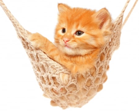 Kitten in a hammock - ginger, hammock, orange, sweet, cat, white, animal, kitten, cute