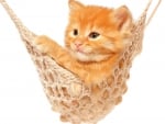 Kitten in a hammock